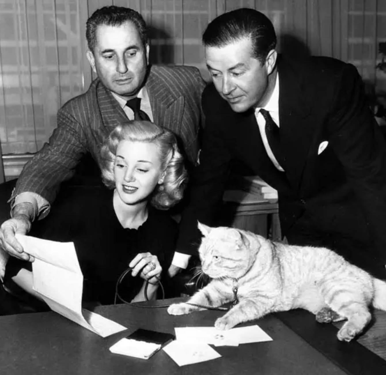 买不起的毛线球,8万7的tiffany毛线球