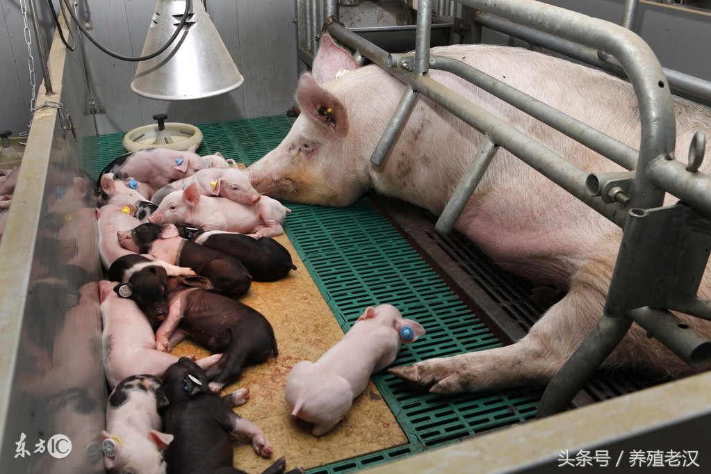 母猪产子如何护理视频,母猪分娩期过两天正常吗