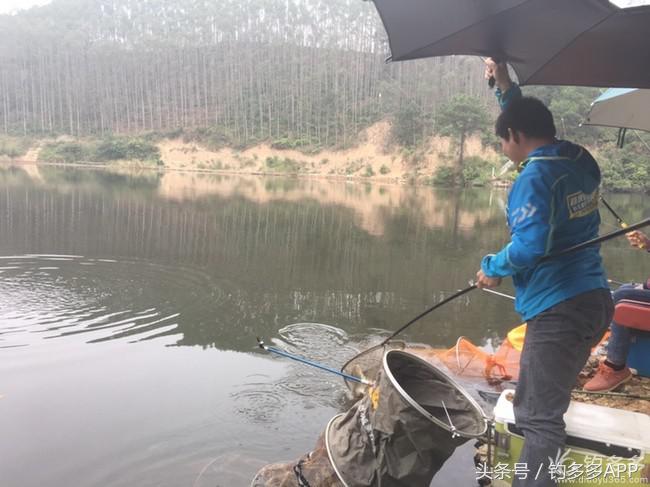 奔横县只为巴西雕，遇降温无奈成掐鲤