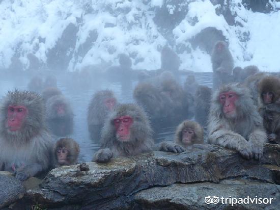 又到一年约泡日本温泉季，这些正确享受方式你都会了吗？
