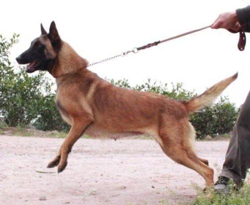 一个多月的狗狗流鼻涕怎么办,3个月狗狗流鼻涕怎么办