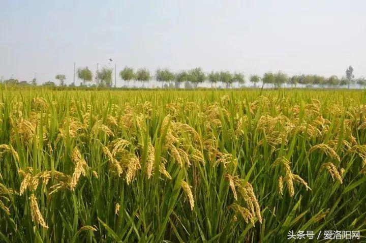 孟津是属于什么地方的,为什么叫延津孟津