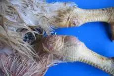 大肠杆菌的分类,大肠杆菌分类方法