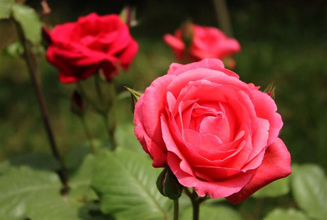 花卉上有虫害怎么办小妙招,家庭盆栽花卉如何防护虫害