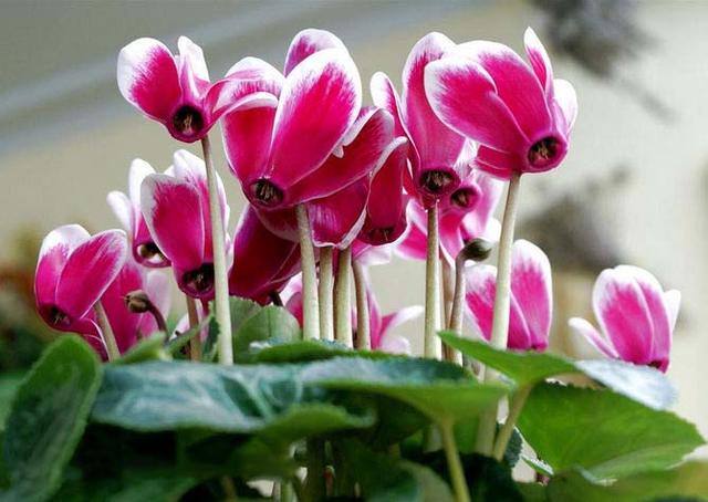 花卉上有虫害怎么办小妙招,家庭盆栽花卉如何防护虫害