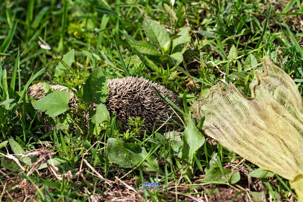 东北五仙刺猬报恩,刺猬仙报恩故事大全