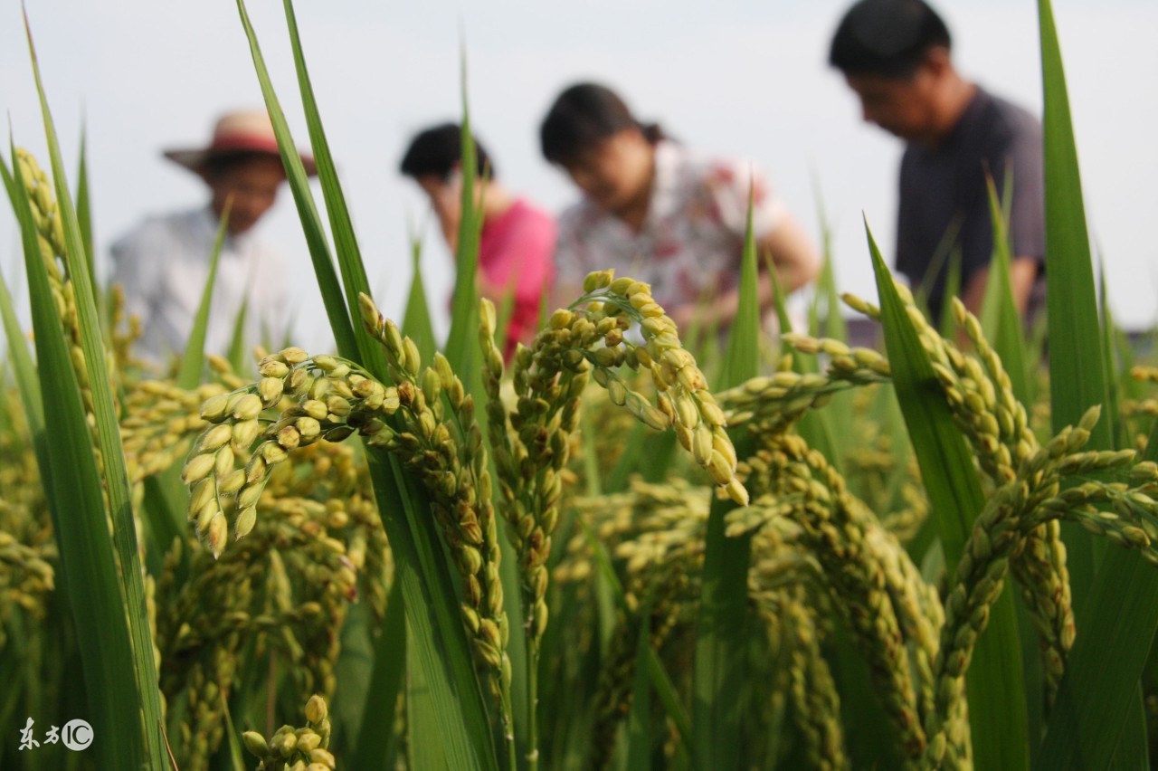 丰收有保障,丰收高产有保障