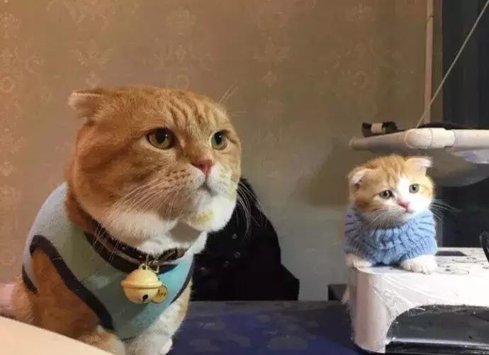 网友家的猫坐键盘上，偶然竟打出这几个字，可以说，细思极恐了！