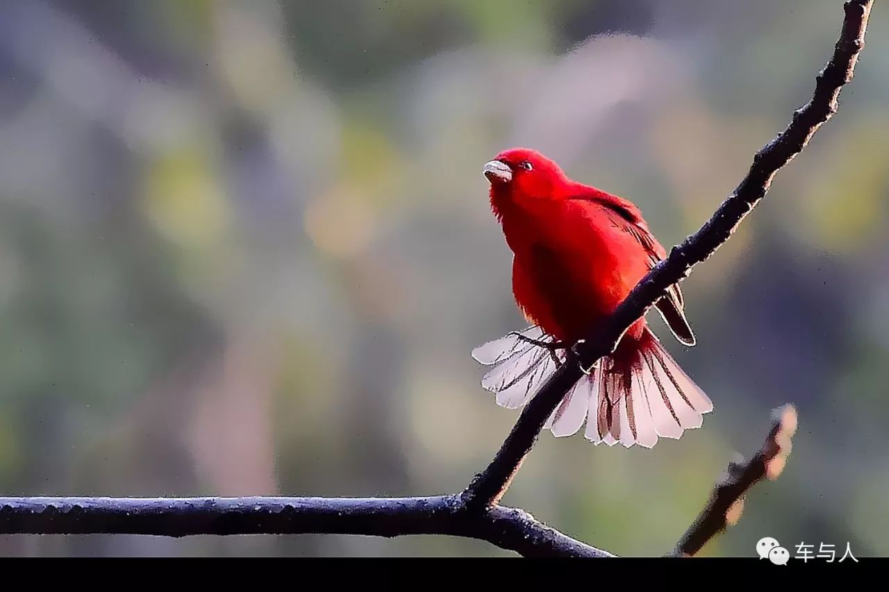腾冲一个清净古朴的边陲小城,腾冲避暑旅居推荐