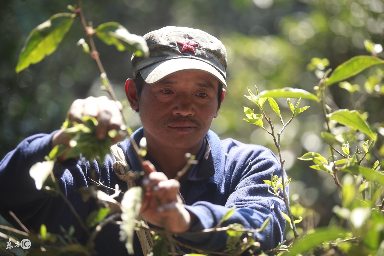 普洱茶从采摘到成品,普洱茶从采摘到成品的全过程解析
