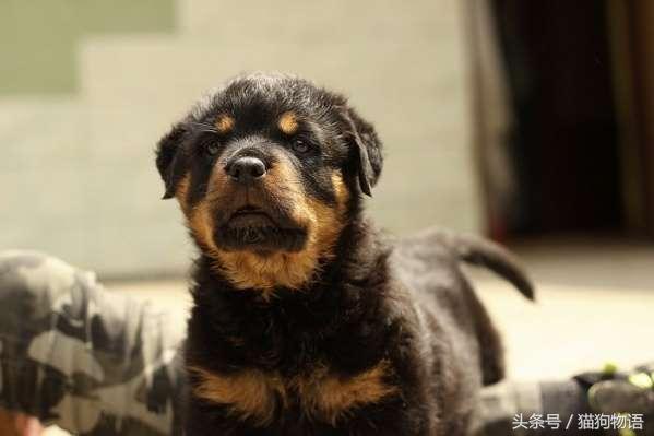 狗狗抽搐呕吐什么原因,狗狗老呕吐是什么原因