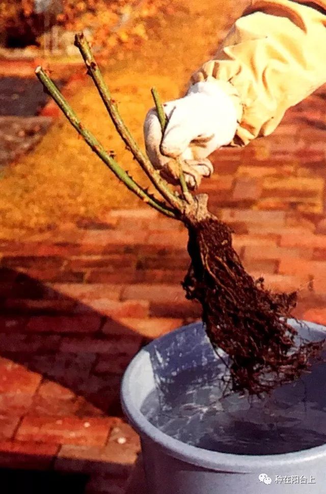 艳慕地中海风格的蔷薇鲜花拱门吗？十步骤即可在你家阳台上实现！