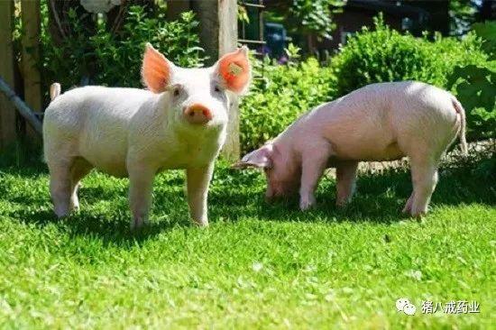 常见猪病的治疗与预防,常见猪病的症状和治疗