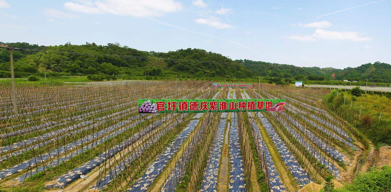 南方人参批发市场,正宗东北人参产地直销