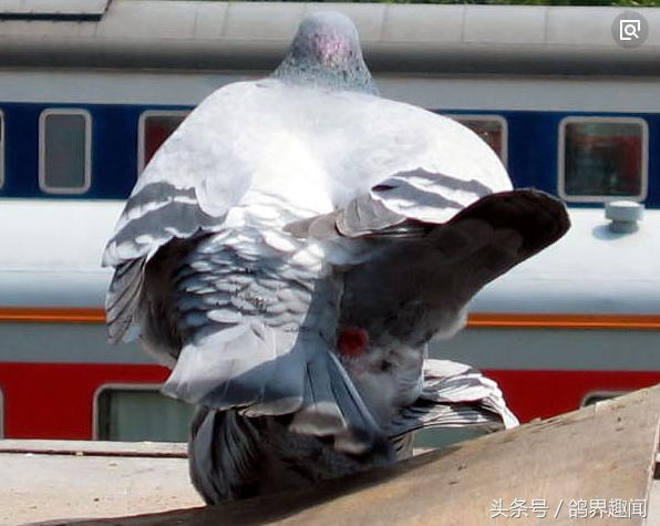 养鸽人的十大特征,养鸽子为什么要重视幼鸽