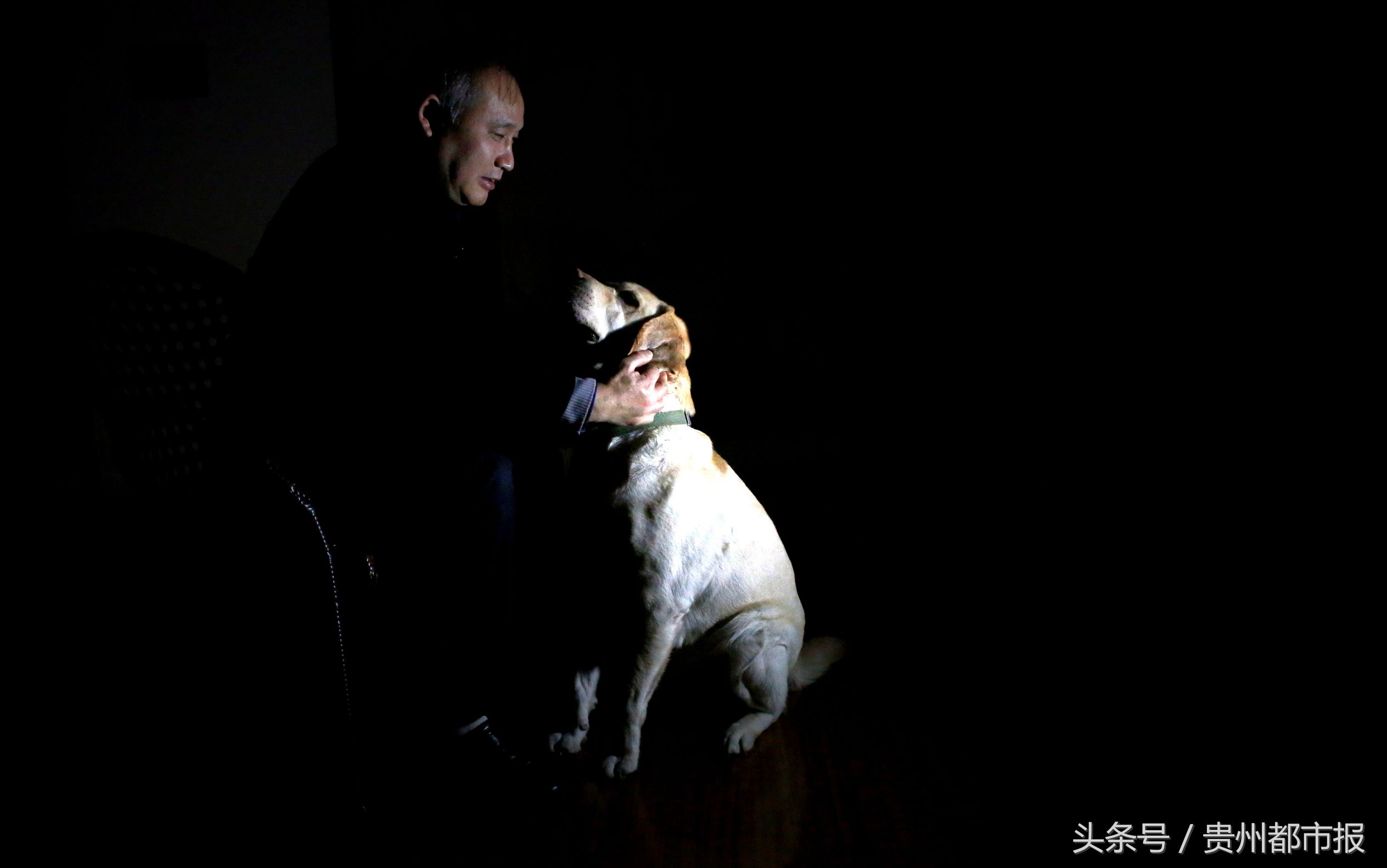 全世界第一只哈士奇导盲犬,一只导盲犬的真实生活