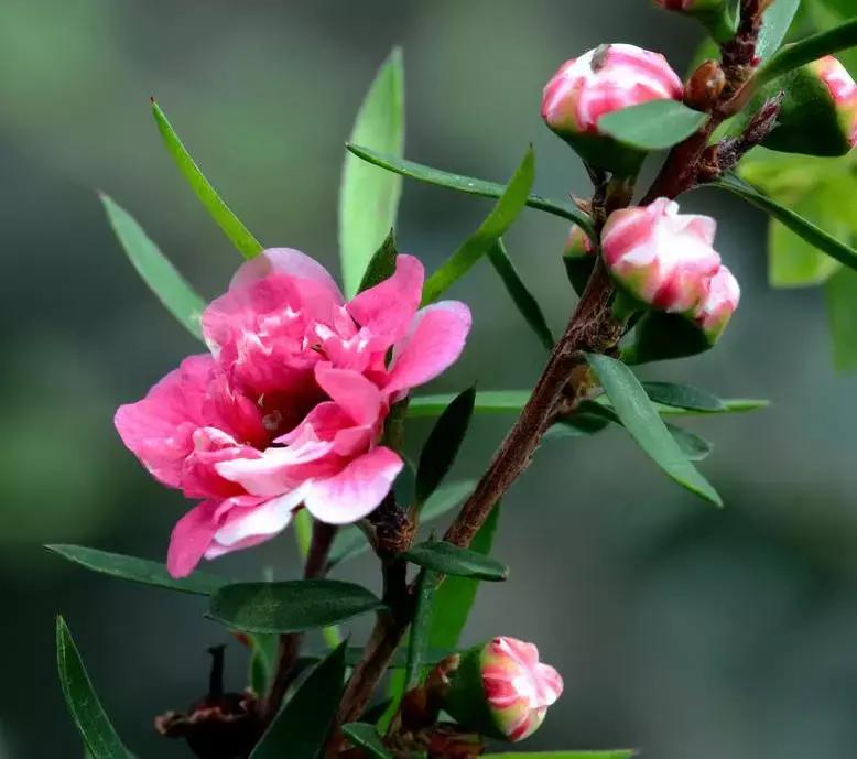 清新雅致的松叶牡丹,叶似榆树花如梅花