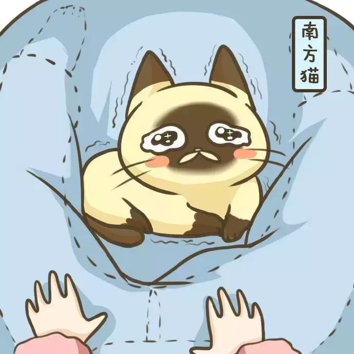 北方的猫过冬靠暖气,那南方的猫靠啥?