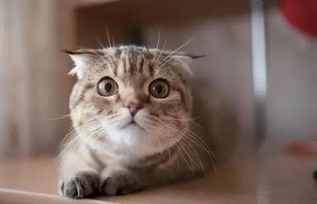 这都不知道，还敢说你会养猫？