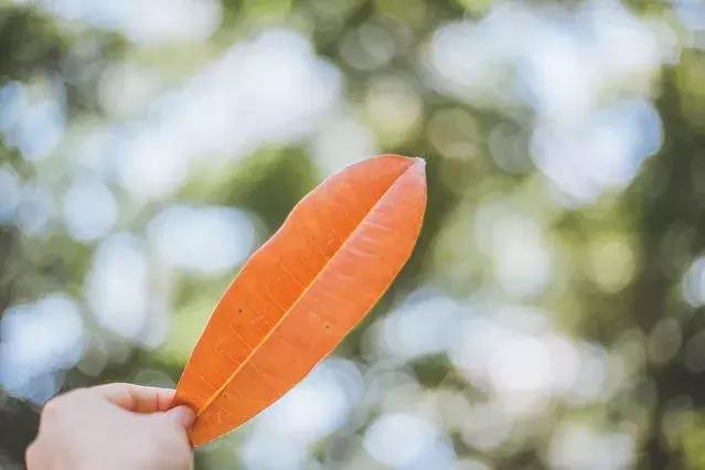 厦门旅游自由行攻略,厦门自由行旅游攻略