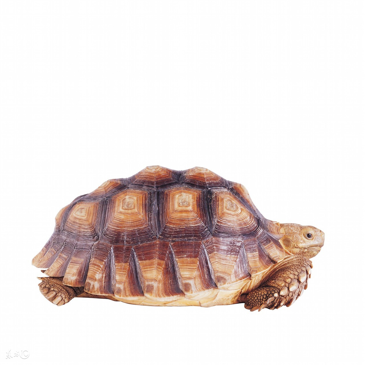 乌龟咬人的视频,乌龟咬人疼不疼