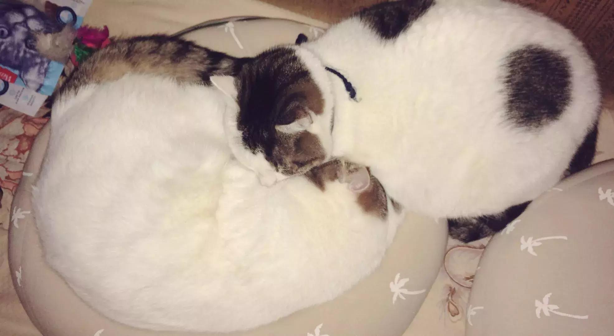 北方的猫过冬靠暖气,那南方的猫靠啥?