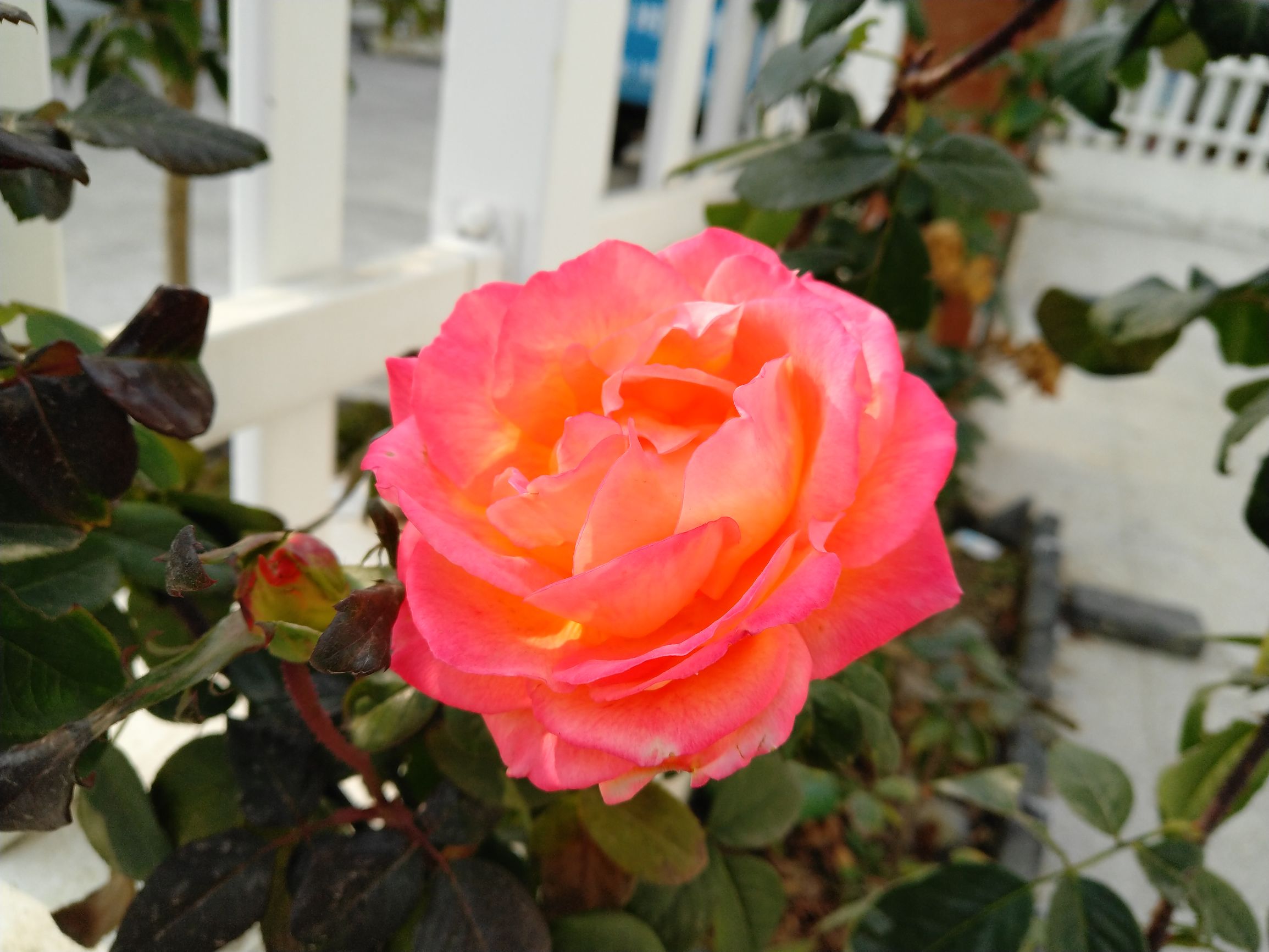 坚果pro2发布会,坚果pro2换电池