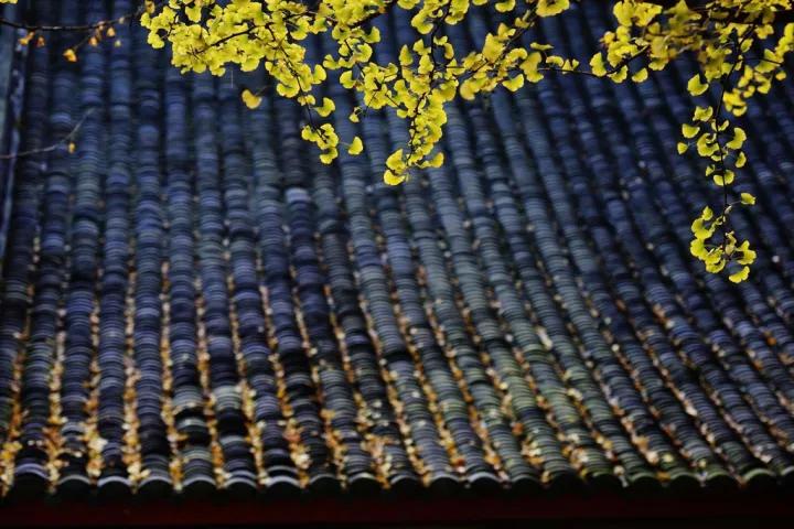 禅意的银杏,银杏的禅意