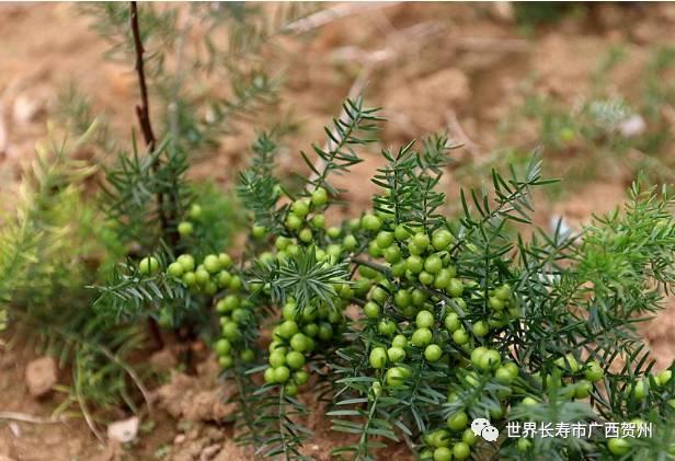 脱贫大变化美丽乡村展新颜,脱贫乡村翻天覆地的变化