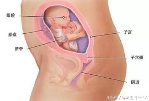 怀孕第38周胎儿发育情况,怀孕第三个月胎儿发育正常的表现
