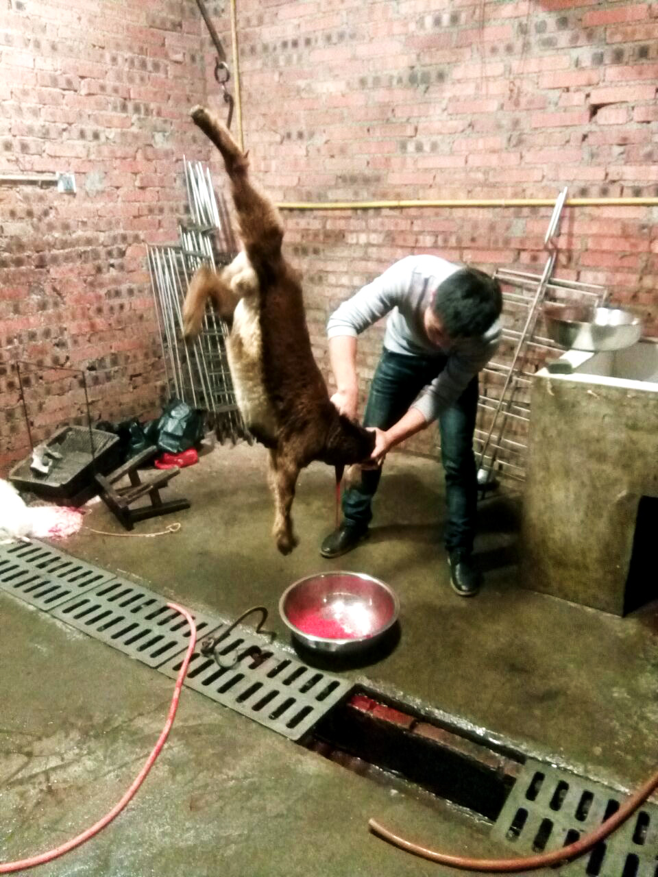 晚上吃烤全羊真实视频,这才是烤全羊的正确打开方式