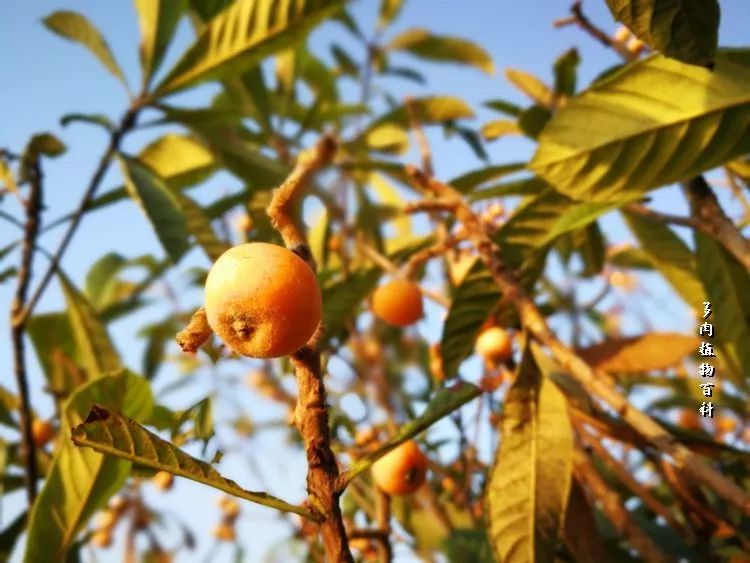 与多肉作伴,与多肉相伴的视频