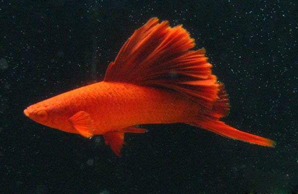 5种常见热带鱼养殖品种介绍图,什么热带鱼好看又好养适合新手养