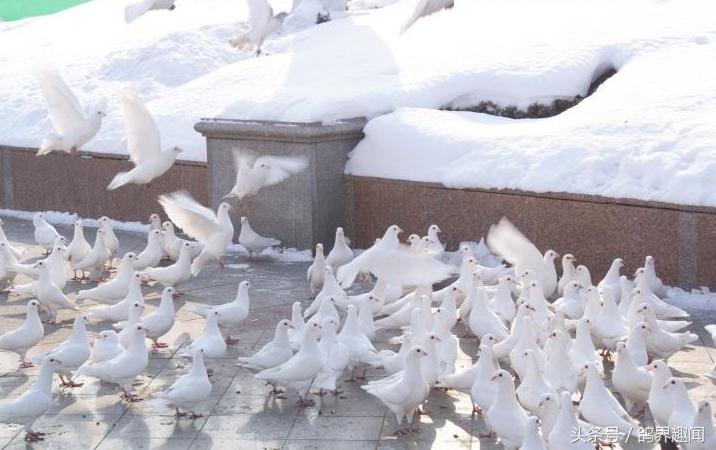 养鸽子没笼子如何去养,新手应该养几只鸽子才容易开家