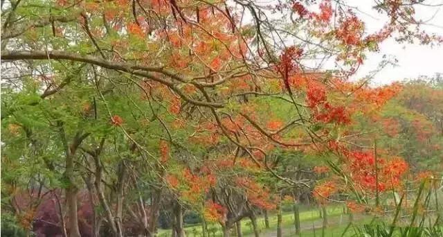 多彩的西双版纳,多彩云南版纳