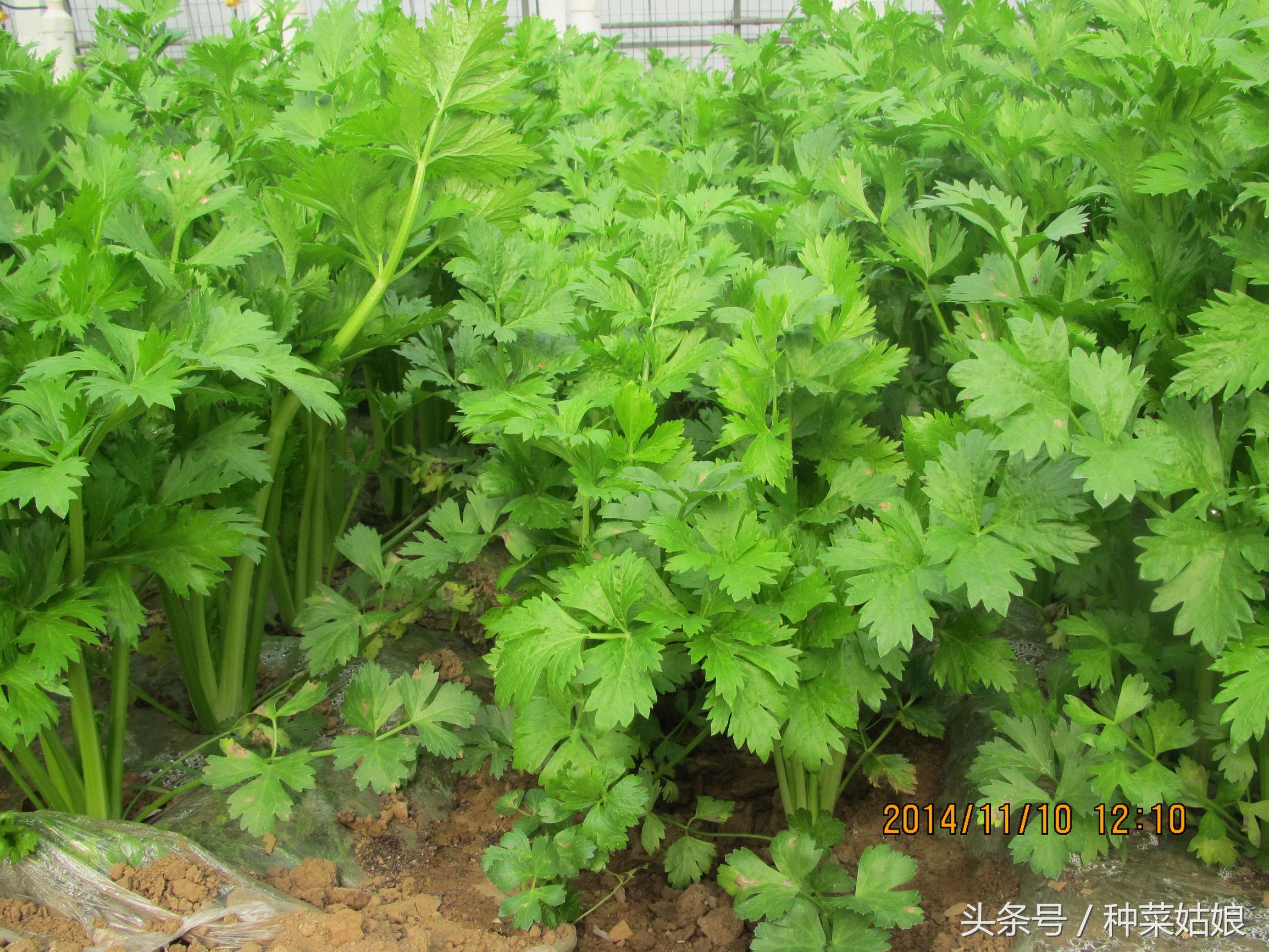 芹菜一星期没出苗还能出苗吗,现在种芹菜怎样快速出苗