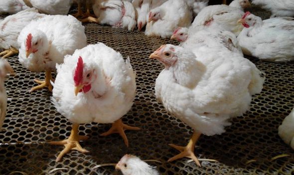 下半年的散养鸡价会不会涨,养殖肉食鸡今年价格行情