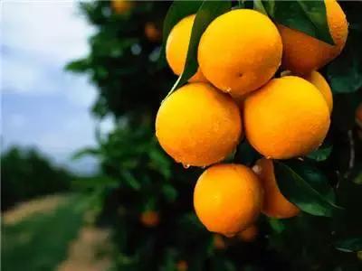 武汉周边果园采摘攻略,武汉5月份可以采摘的采摘园