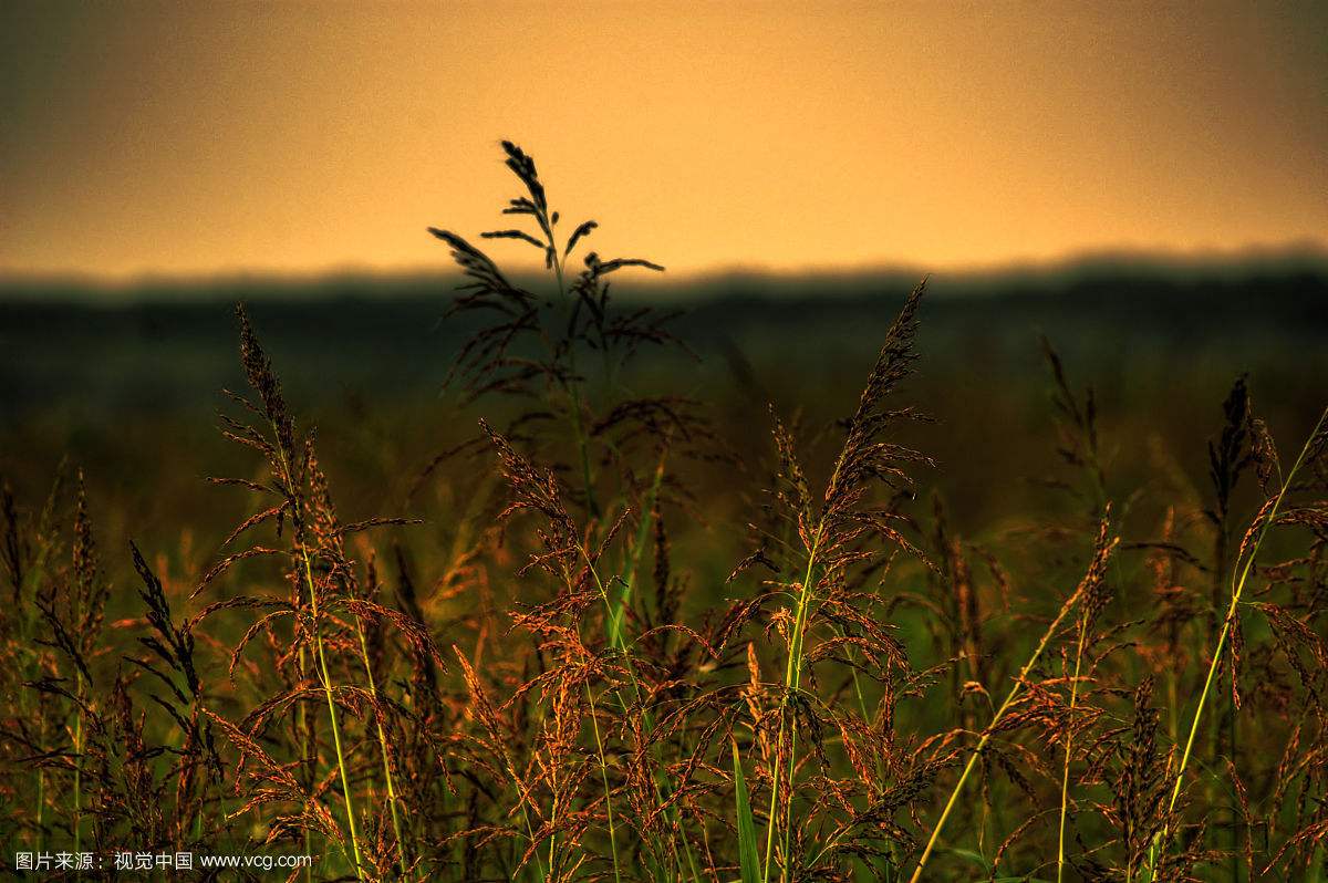 首发：长篇小说《天堂鸟》连载一