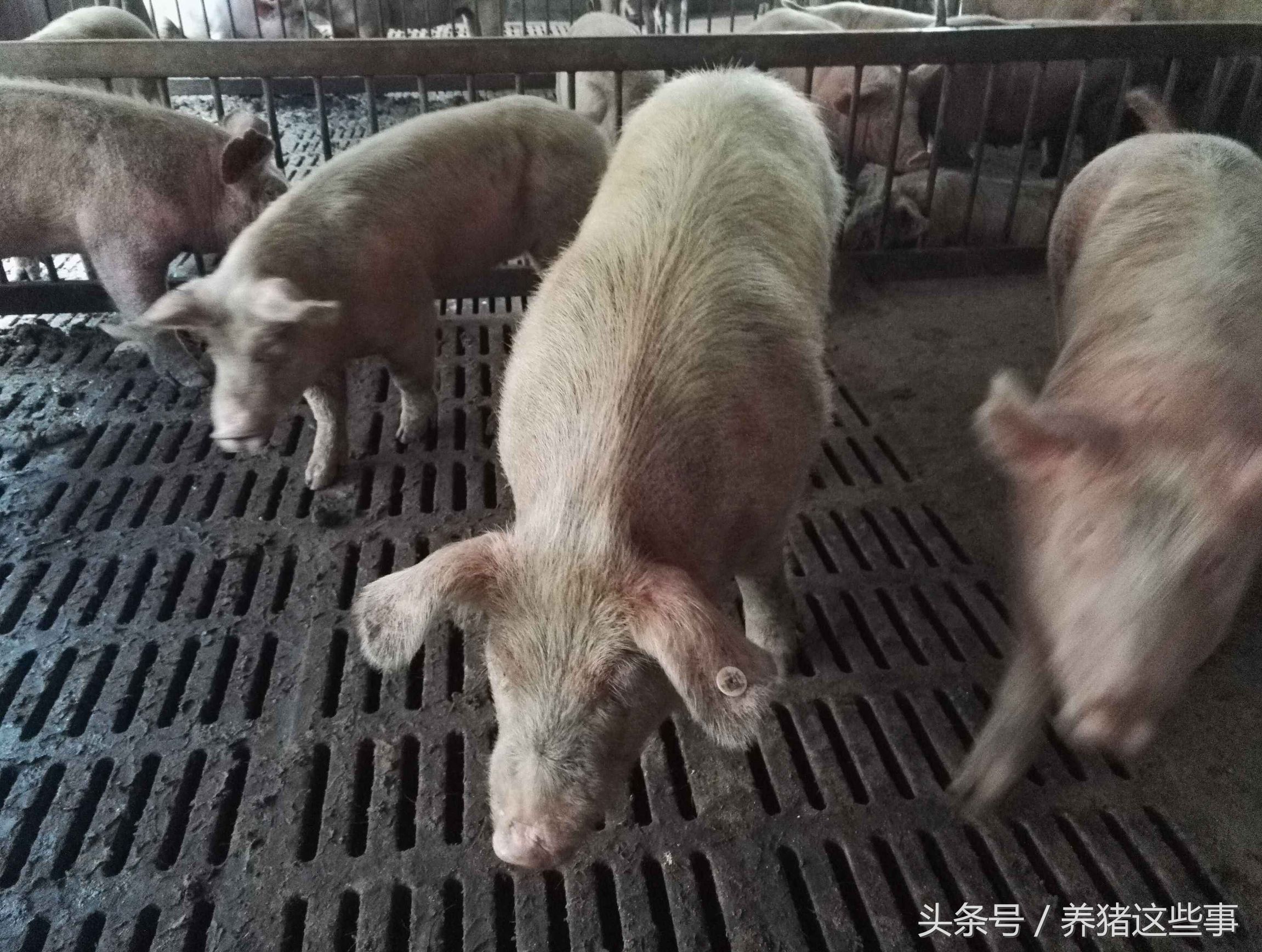 猪疥虫治疗方法,猪疥螨病怎么治疗