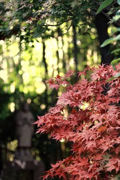 行路难诗词鉴赏,诗词赏析