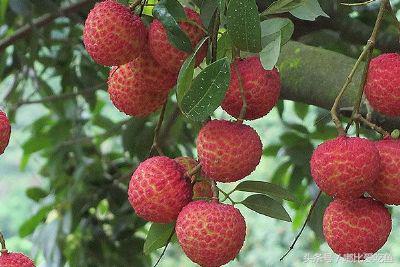 漳州市特产有哪些,漳州的特产有哪些介绍