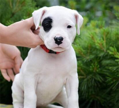 市场杜高犬价格多少钱一只,杜高犬多少钱一只