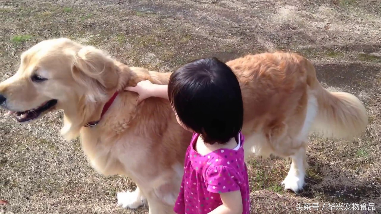 金毛犬的十大危险,金毛为啥抑郁