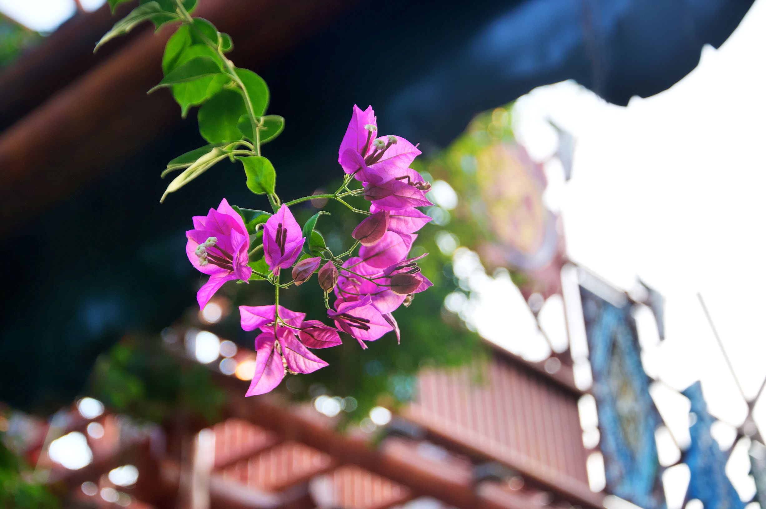 三亚度假巨无霸五天五夜玩不腻,避寒之旅三亚