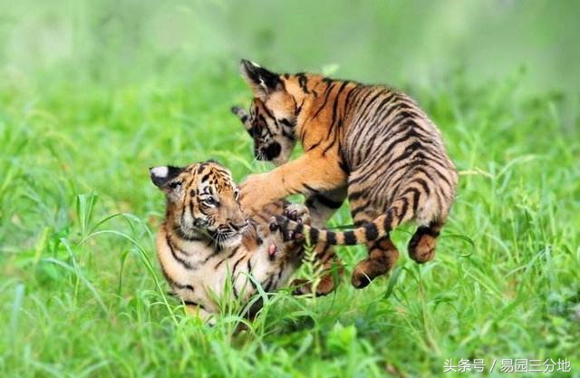 十二生肖论命之申猴,十二生肖生于各月运势