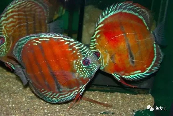 野彩和家彩的饲养区别,野彩到底好不好养