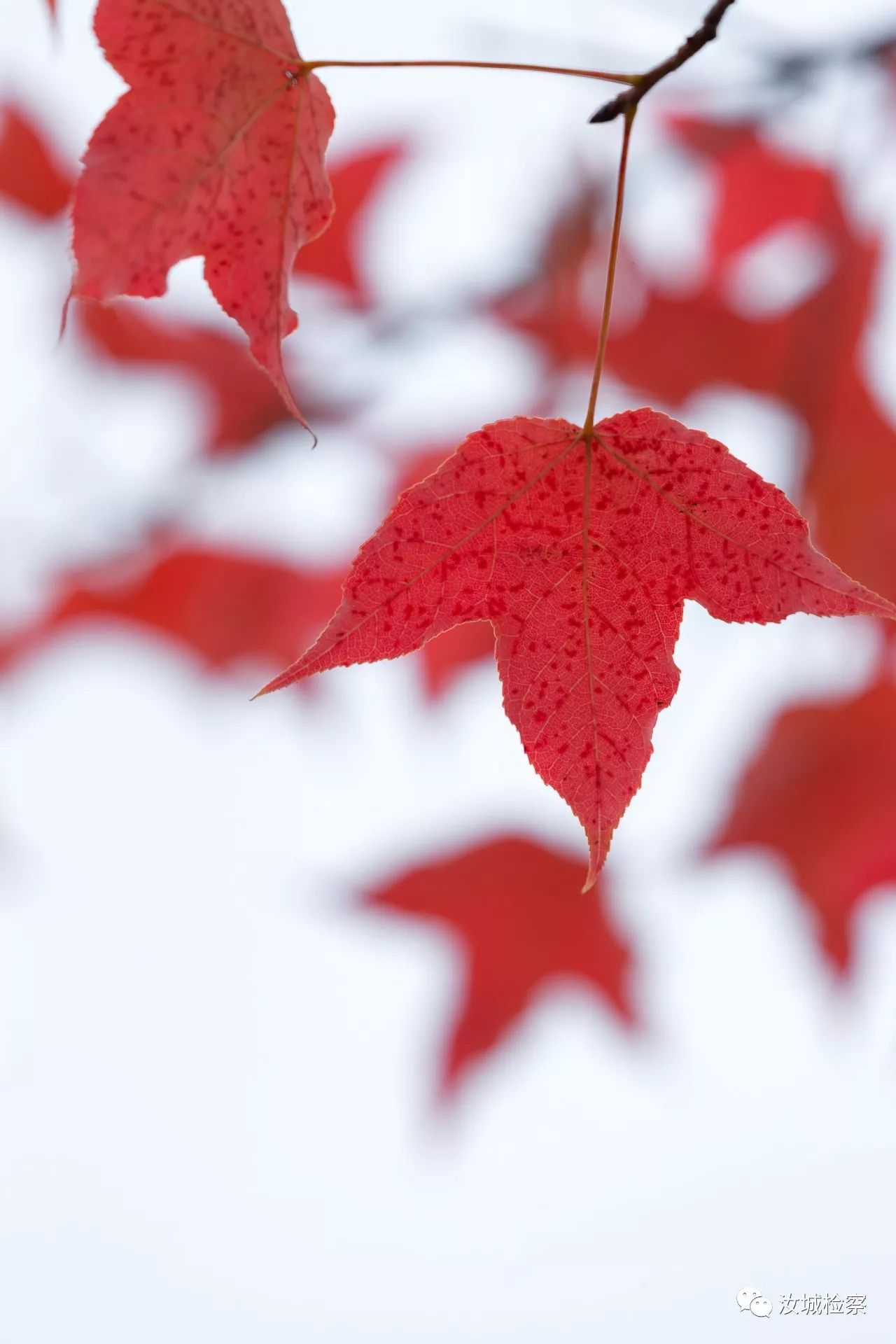 听莫言的蛙读后感,莫言的小说蛙读后感