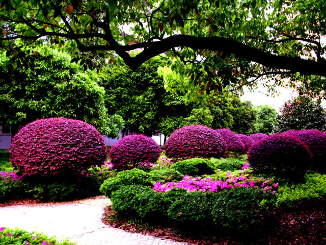 农村常见的100种植物,100种常见草本植物