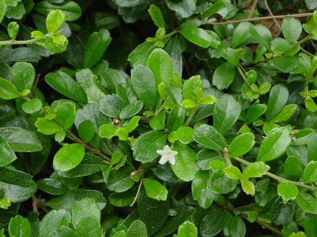 农村常见的100种植物,100种常见草本植物